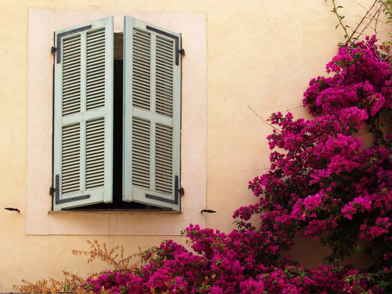 Contact About Bougainvillea Planting