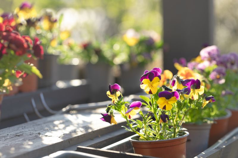 Bougainvillea Planting Costs — Cost of Bougainvillea Planting