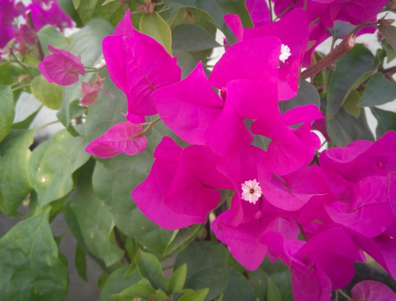 Bougainvillea Planting Costs — Cost of Bougainvillea Planting