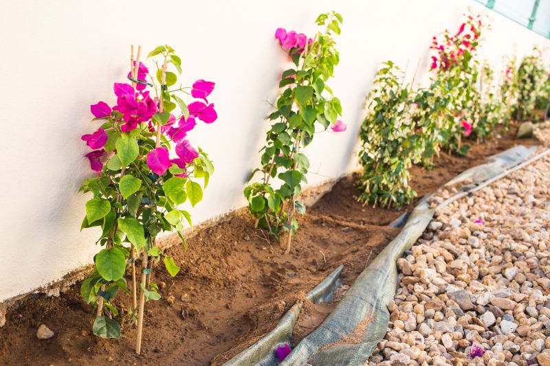 Bougainvillea Planting
