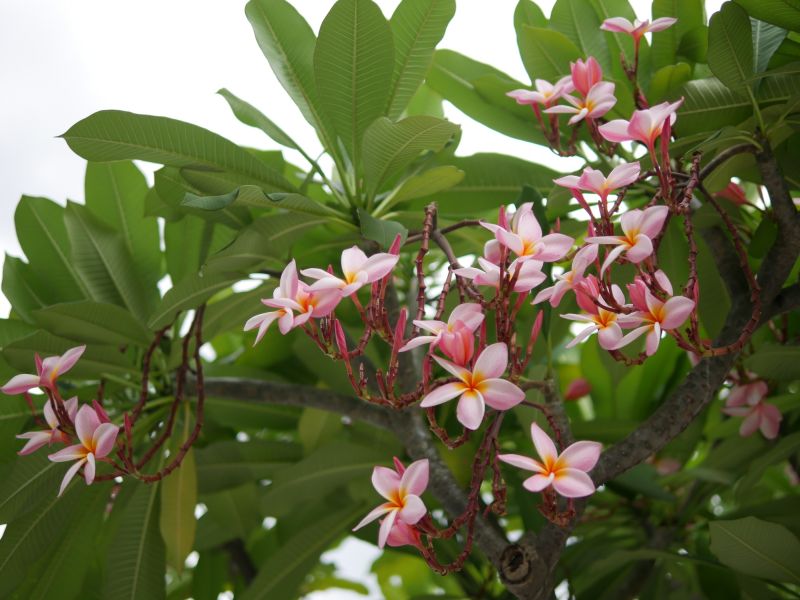 Bougainvillea Planting