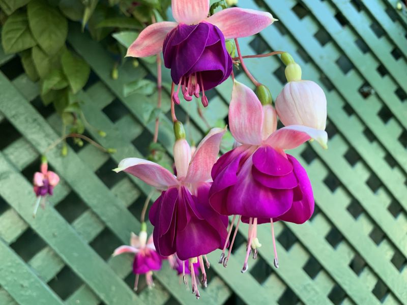 Bougainvillea Trellis