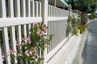 Bougainvillea Vines on Fences