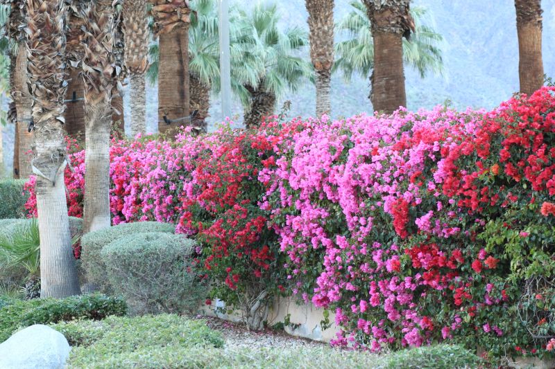Bougainvillea Garden
