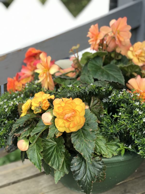 Bougainvillea in a Warm Climate