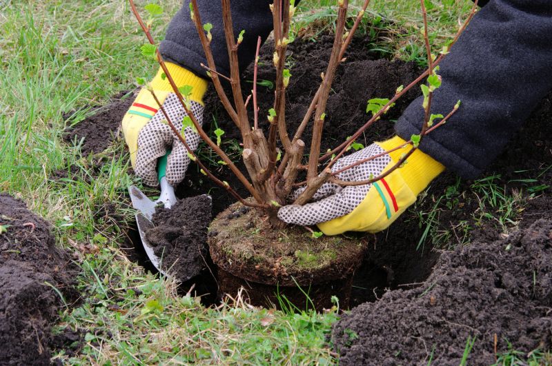 Close-up of Healthy Bougainvillea Roots