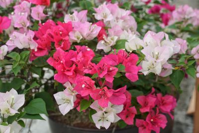 Beautiful Colors!