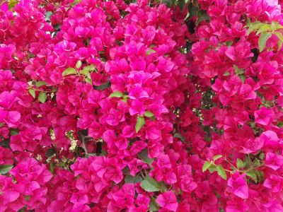 Vibrant Plant!